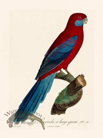 Barraband Parrot 078
